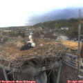 19_05-nest.jpg