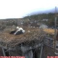 19_10-nest.jpg
