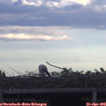 19_15-mast.jpg