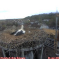 19_15-nest.jpg