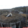 19_20-nest.jpg