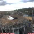 19_30-nest.jpg