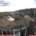 19_35-nest.jpg