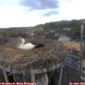 19_45-nest.jpg