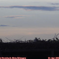 19_50-mast.jpg
