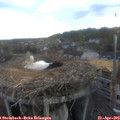 19_50-nest.jpg
