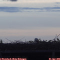 19_55-mast.jpg