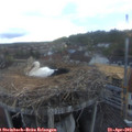 19_55-nest.jpg