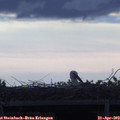 20_00-mast.jpg