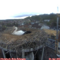20_00-nest.jpg