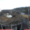 20_05-nest.jpg