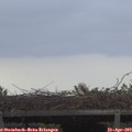 20_10-mast.jpg