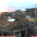 20_15-nest.jpg