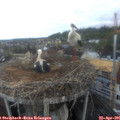 06_50-nest.jpg
