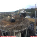 07_00-nest.jpg