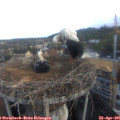 07_05-nest.jpg
