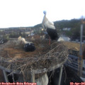07_10-nest.jpg