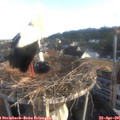 07_20-nest.jpg