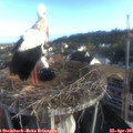 07_25-nest.jpg