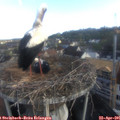 07_30-nest.jpg