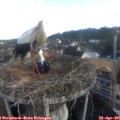 07_35-nest.jpg