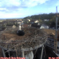 07_50-nest.jpg