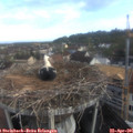 07_55-nest.jpg