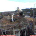 08_20-nest.jpg