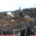 08_25-nest.jpg