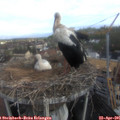 08_30-nest.jpg