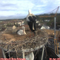 08_35-nest.jpg