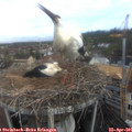 08_40-nest.jpg