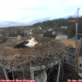 08_45-nest.jpg