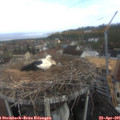 08_50-nest.jpg