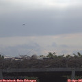 08_55-mast.jpg