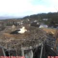 08_55-nest.jpg