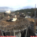 09_00-nest.jpg