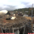 09_05-nest.jpg