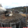 09_10-nest.jpg