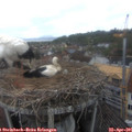 09_15-nest.jpg
