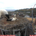 09_20-nest.jpg
