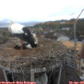 09_25-nest.jpg