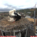 09_30-nest.jpg
