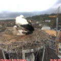 09_35-nest.jpg