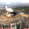 09_40-nest.jpg