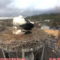 09_45-nest.jpg