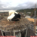 09_50-nest.jpg