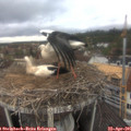 09_55-nest.jpg