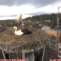 10_00-nest.jpg