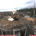 10_05-nest.jpg